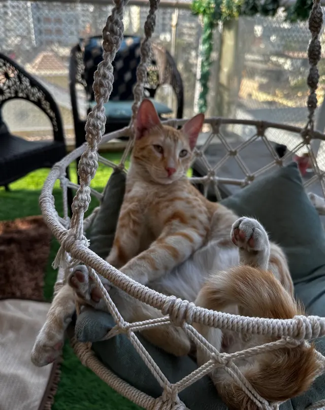 Toyger Cat Boarding in Pune