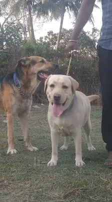 Jonny pet world in Asansol