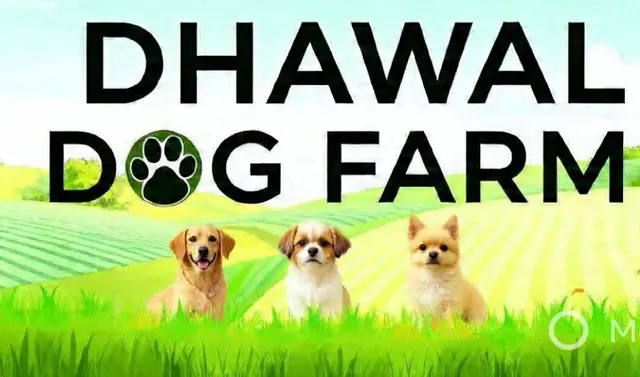 Dhawal dog farm Walking in Sri Ganganagar