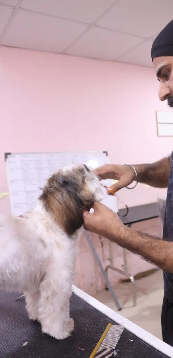 Barks & Bubbles Grooming in Pune