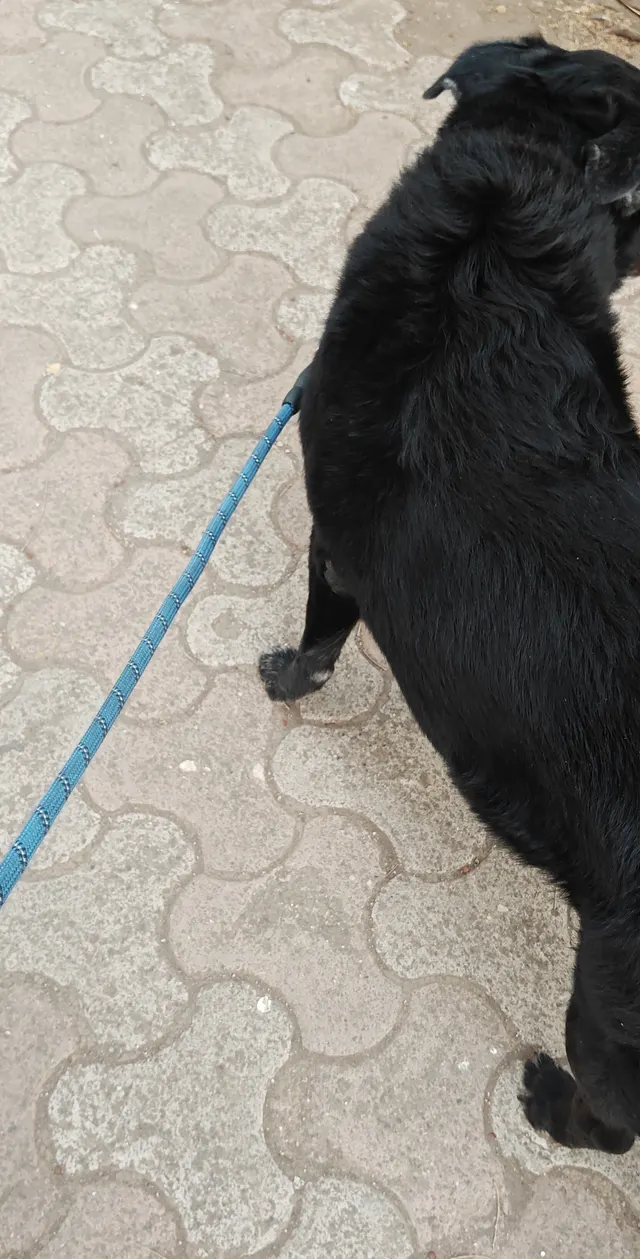 Alfa pet grooming in Thane