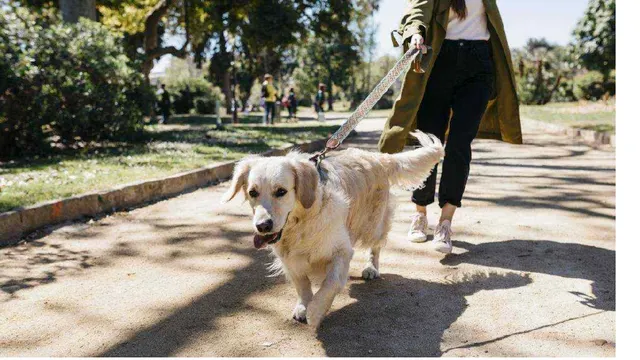 Furrever Friends in Delhi