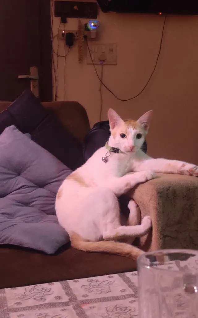 White Cat's House in Delhi
