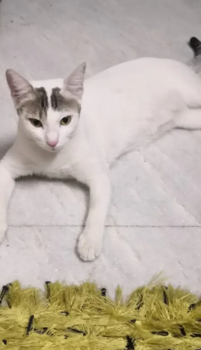 White Cat's House 🏡 in New Delhi