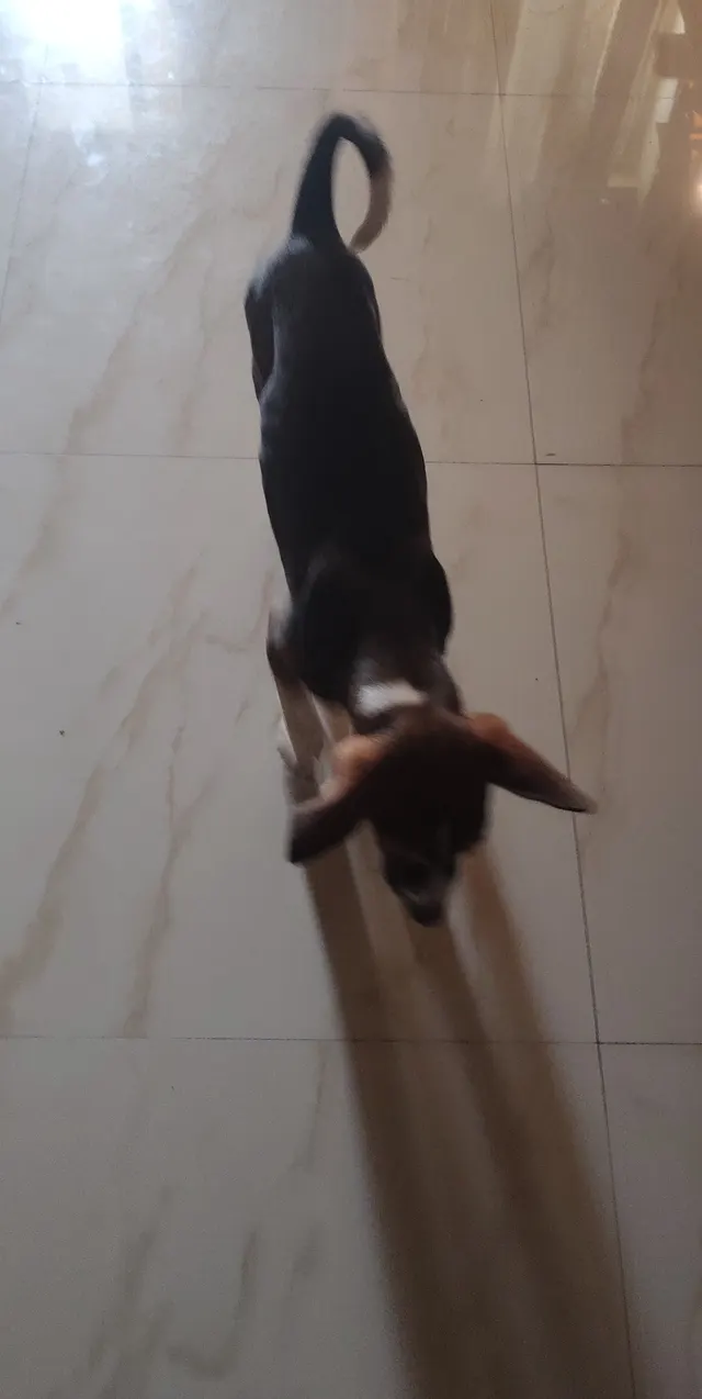 happy hounds Walker in Virar