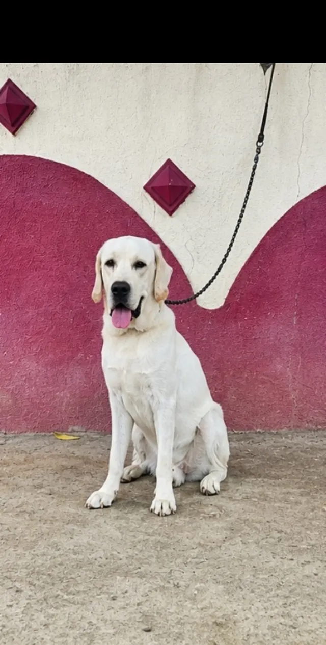 Jk_pets_lover Grooming Service in Nagpur