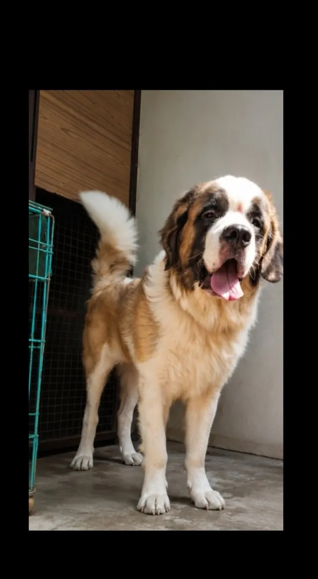 Jk_pets_lover Walking Services in Nagpur