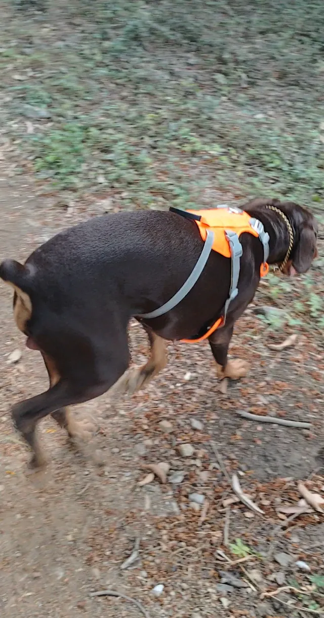 Doberman in Thane