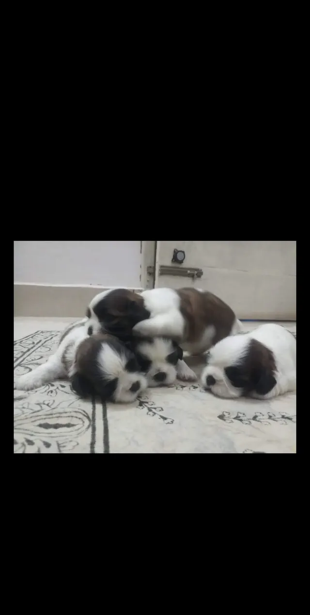 Indian Kennel Walking Services in Faridabad