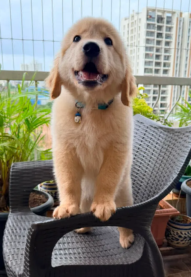 Blaze Dog Training in Pune