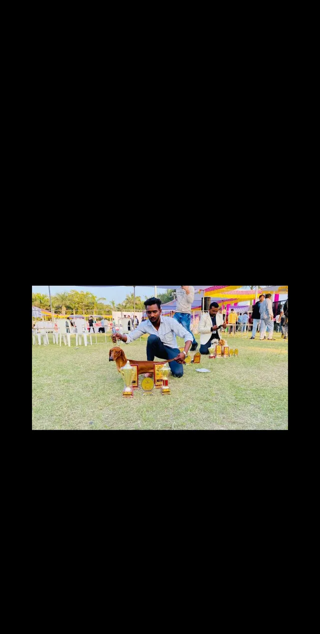 SK Dog Walker in Ahmedabad