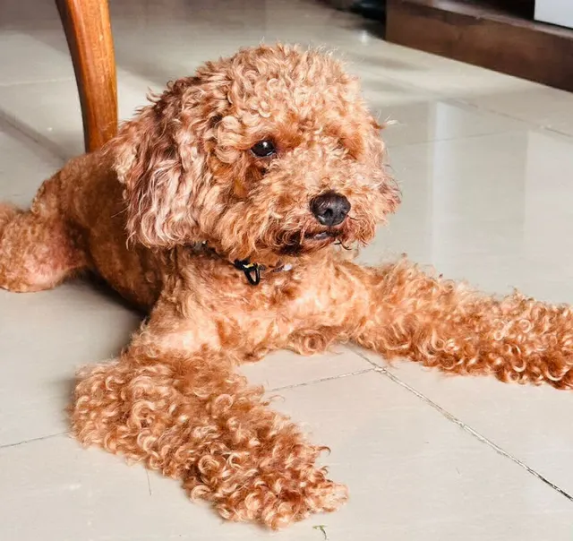 Doggospawfect World in Pune