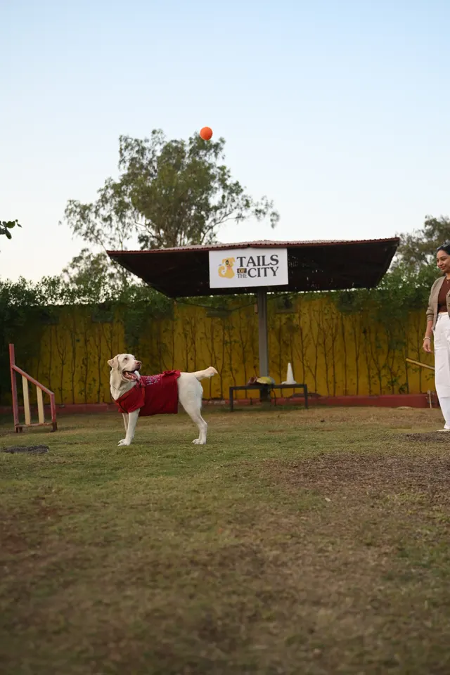 Tails Of The City - Dog Boarding in Pune