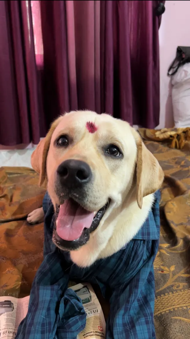 Labraverse Pupps (Care Of All Breeds-Indies) in Chatrapati Sambhaji Nagar (Aurangabad)