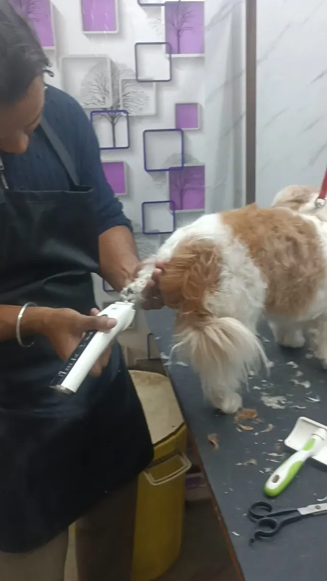 RVP Pet Care in Sanganer