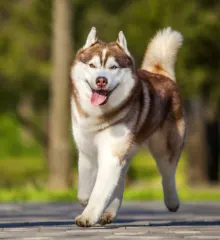The Dog Mitra pet resort in Pune
