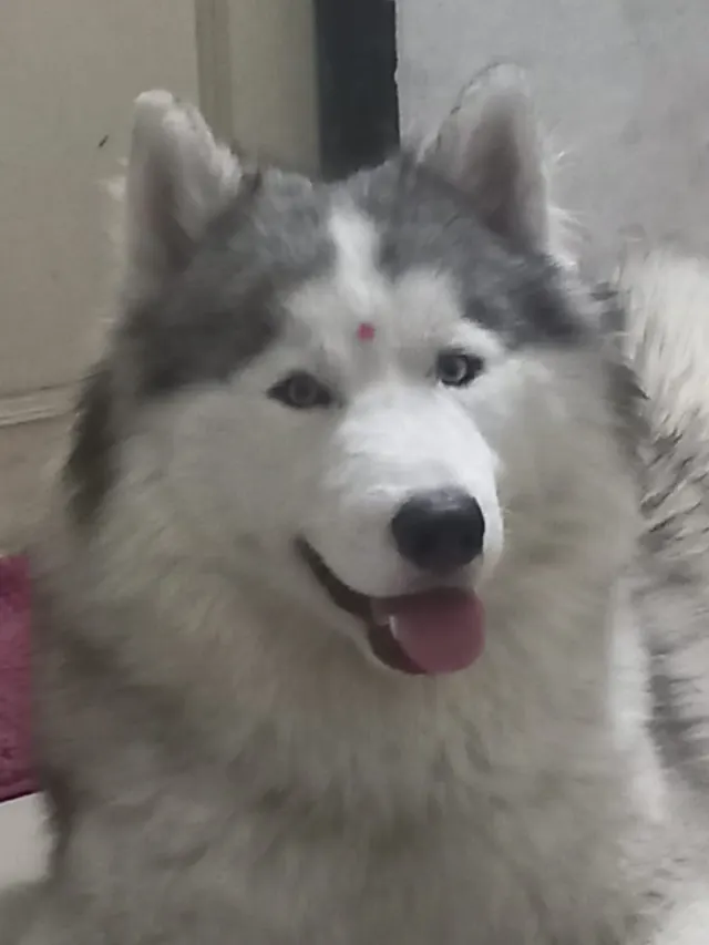 THE KENNEL in Pune